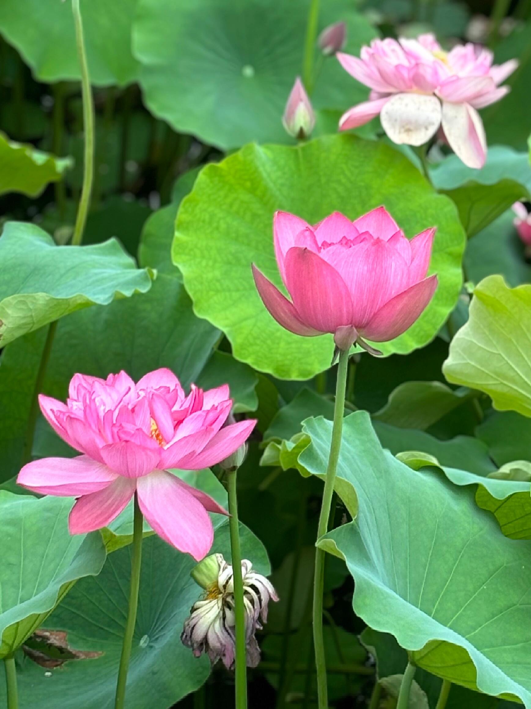 花朵的图片大全风景图片