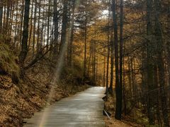 -苏木山森林公园