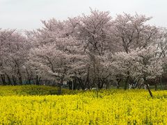-东方绿舟景区