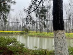 -合肥滨湖国家森林公园