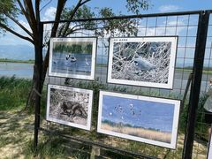 -野鸭湖国家湿地公园