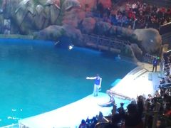 -芜湖新华联大白鲸海洋公园