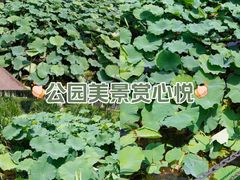 -丁家河公园