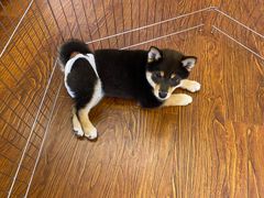 -豆柴町-柴犬主题狗咖(红鼎国际C座店)