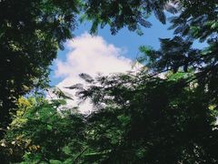 -华侨城湿地公园
