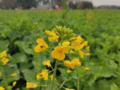 -中国天府农业博览园