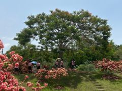 -中国科学院西双版纳热带植物园