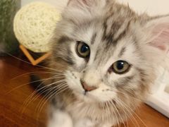 -乐琪宠物(青塔西路店)