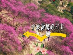 -新建村梅花