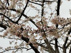 -高东镇樱花园