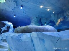 -芜湖新华联大白鲸海洋公园