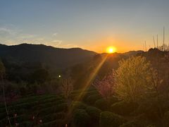 -雁南飞茶田景区
