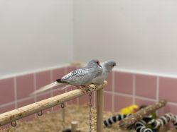 -Moni星球萌宠·小马宝莉·灵蛇·高端高阶全萌宠互动体验俱乐部(红豆国际广场店)