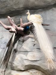 -Zoolung Zoolung动物主题公园(海信广场店)