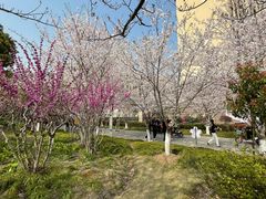-高东镇樱花园