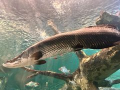 -上海海洋水族馆