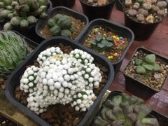 -三旗百汇商品城