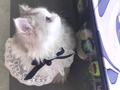 -Bastet sally猫舍购宠(静安店)
