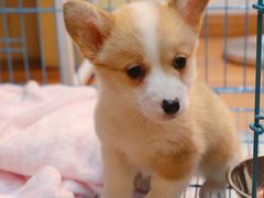 -翊宠yipet猫狗购宠庄园犬舍•猫舍