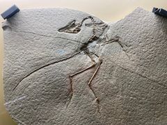 -辽宁古生物博物馆