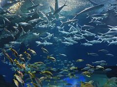 -海合安武汉极地海洋公园