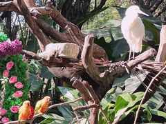 -广州长隆飞鸟乐园