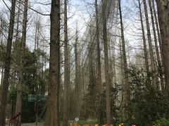 -东平国家森林公园