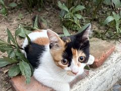 -贝康宠物医院·犬猫全科·小动物特色诊疗中心(东环路店)