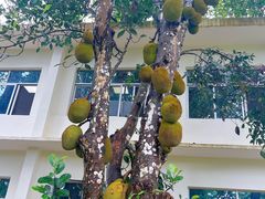 -中国科学院西双版纳热带植物园