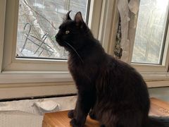 -猫小院猫主题咖啡厅(北锣店)