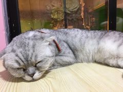 -李小姐の猫咖啡馆(五角场店)
