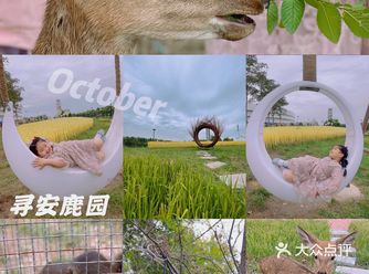 十一假期🥱｜分享新的游玩好地｜散养的小鹿｜小鹿乱撞