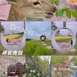 🍞十一假期🥱｜分享新的游玩好地｜散养的小鹿🍑｜🍴小鹿乱撞🥢