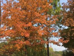 -昆山城市生态森林公园