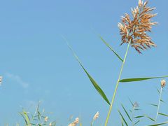 -野鸭湖国家湿地公园