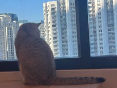 -有喵·猫咖·狗咖·30几只猫10只小狗(岗厦店)