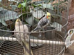 -南宫五洲植物乐园