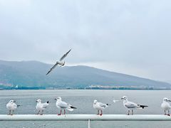 -海埂大坝