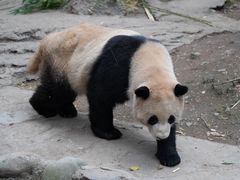 -都江堰中华大熊猫苑