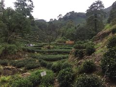 -十八棵（老龙井）御茶园(老龙井店)