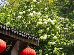 -惠山古镇·寄畅园