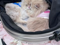 -帕帕拉兹宠物(亚洲旗舰店)