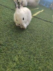 -萌宠亲子动物乐园(槐房万达店)