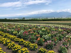 -富田农场