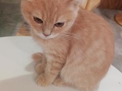 -楼上猫咖(罗湖店)