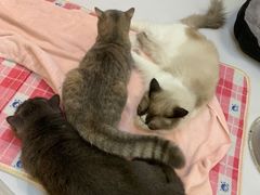 -COLOR PETS 撸猫馆·购猫·猫咖(长风大悦城店)