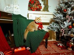 -超宠爱宠物摄影-Super pet