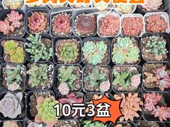 -曲阳花鸟市场(曲阳路店)