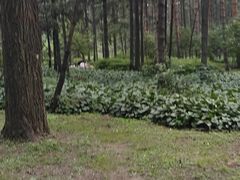 -黑龙江省森林植物园
