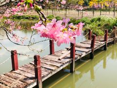 -天适樱花悠乐园